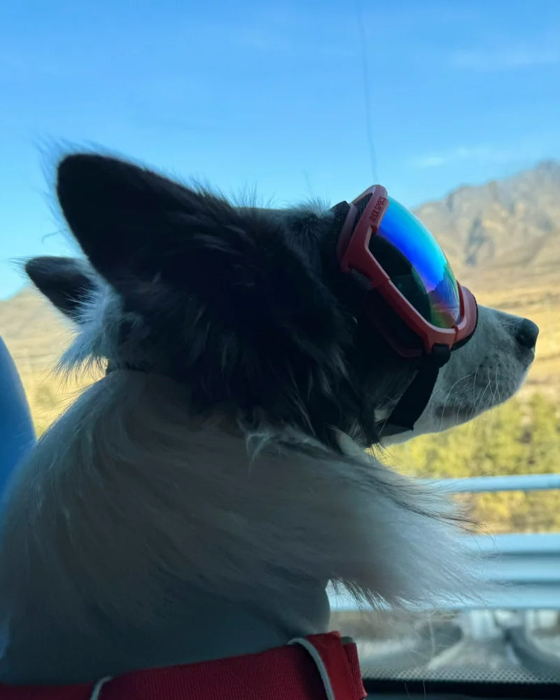 Pet Glasses Dog Sunglasses Red Patch Goggles